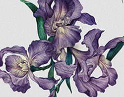 Эксперт: Единственный вариант выживания для Зеленского — поссориться с Трампом