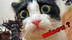 Гран-при России. «Идель». Садкова, Муравьева, Фролова, Хуснутдинова, Захарова, Яметова выступят с короткими программами